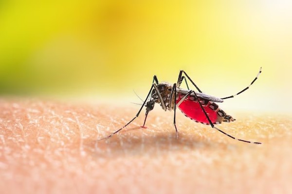 Dengue em Patos de Minas continua preocupando com mais 846 notificações