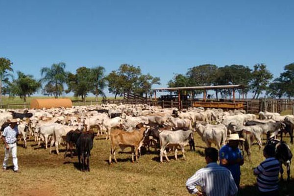 PC recupera quase 300 cabeças de gado adquiridas por estelionatário em leilão do Sindicato