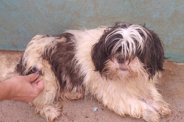 Cães, vítimas de maus tratos, são resgatados e encaminhados para a Aspaa em Patos de Minas