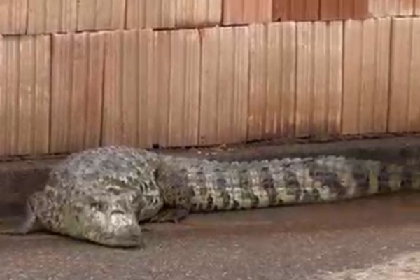 Enorme jacaré surpreende ao aparecer em rua de Patos de Minas; bombeiros foram acionados