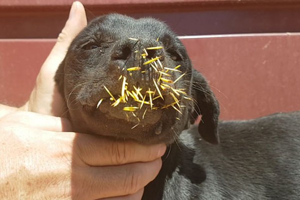 Cães entram em luta com ouriço-cacheiro e acabam tomados por espinhos no Gramado