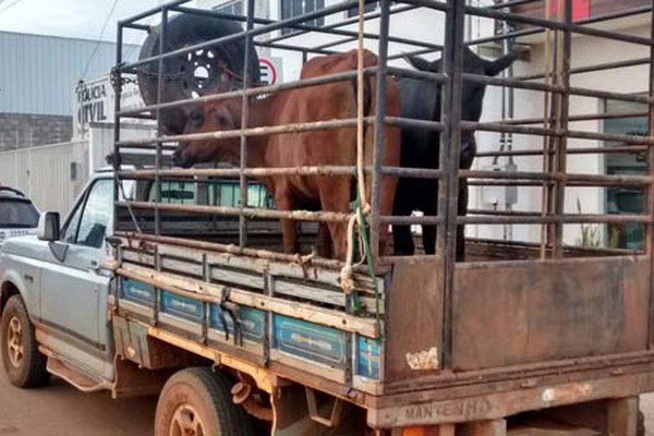 Homem é preso pela PM no momento em que transportava o gado furtado em Lagoa Formosa