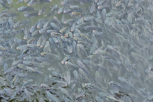 O que levou a Prefeitura a promover torneio de pesca na Lagoa? Inscrições terminaram em 3 horas