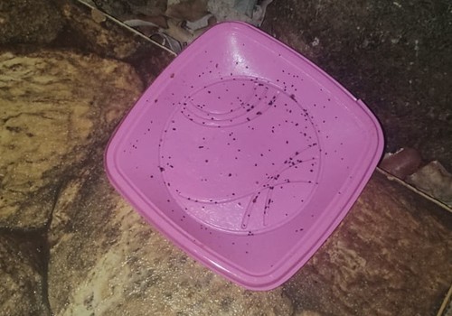 Moradores se revoltam ao chegar em casa e encontrar animais de estimação mortos por envenenamento em Patos de Minas
