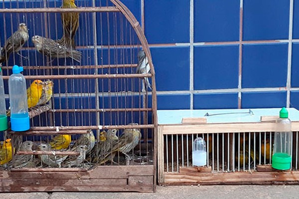 PRF apreende pássaros da fauna silvestre que estavam sendo transportados irregularmente
