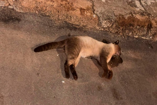 Moradores denunciam série de envenenamentos de gatos em Patos de Minas; polícia investiga