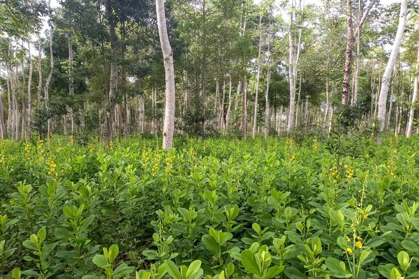 Brasil deve recuperar 25 milhões de hectares de vegetação nativa