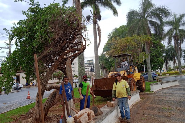 Ambientalistas tentam salvar bougainville que tombou na Avenida Getúlio Vargas