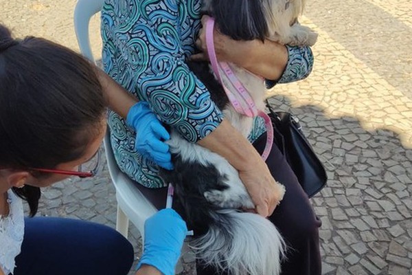 Campanha de vacinação antirrábica começa nesta segunda-feira em Patos de Minas; mutirões acontecem aos sábados