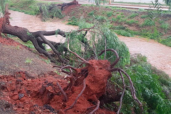 Temporal em Patos de Minas alaga diversas ruas e derruba dezenas de árvores