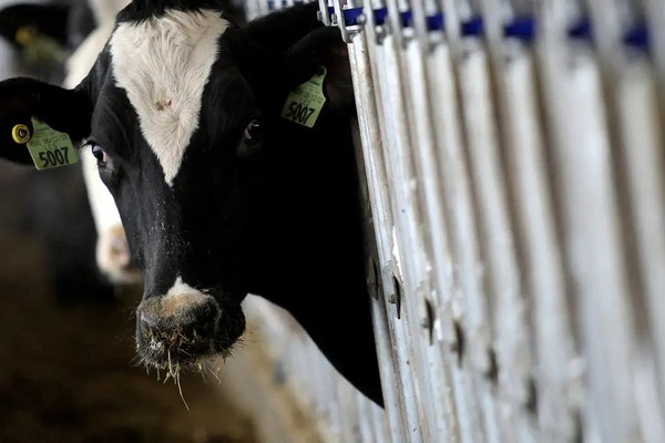 País recebe status internacional como livre de febre aftosa sem vacina