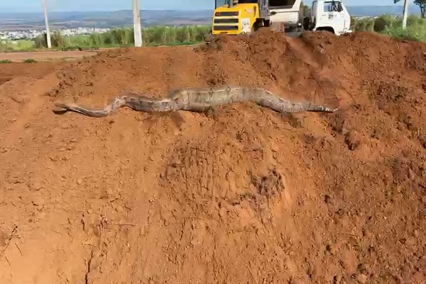 Jiboia gigante aparece no bairro Jardim Vitória e Bombeiros são acionados para fazer o resgate