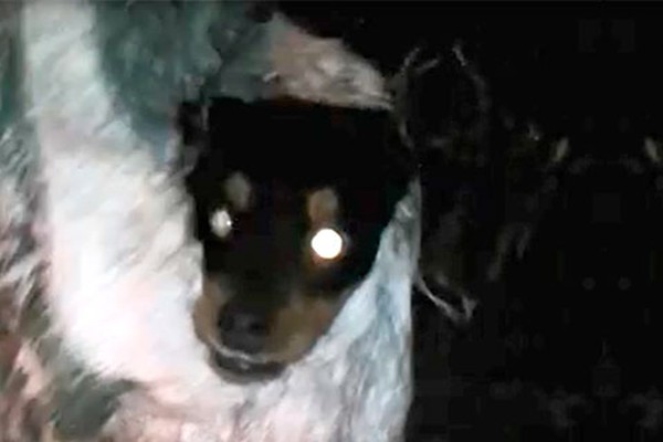 Cãozinho é amarrado e deixado vivo dentro de saco no bairro Laranjeiras em Patos de Minas