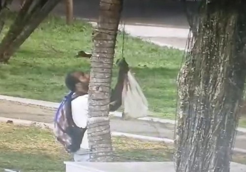 Homem é preso após ser flagrado furtando fiação da decoração natalina em Patos de Minas