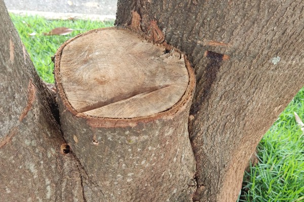 Moradores ficam indignados com vizinho que estaria envenenando árvores no bairro Jardim Peluzzo