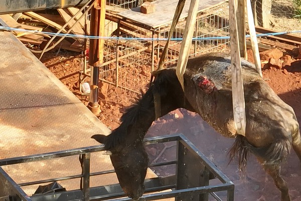 Égua em situação de maus tratos é resgatada com a ajuda de Caminhão  Munck em Patos de Minas