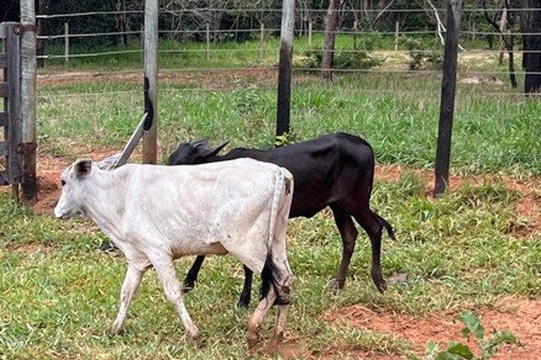 Polícia Civil de Presidente Olegário recupera gado furtado em fazenda de Lagoa Grande