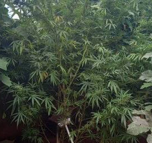 PM sai em perseguição a homem que furtou várias panelas e encontra pés de maconha de mais de dois metros em Lagoa Formosa