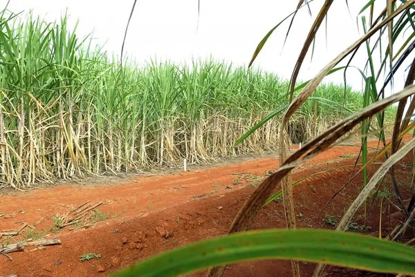 Brasil terá segunda maior safra de cana, segundo estimativa da Conab
