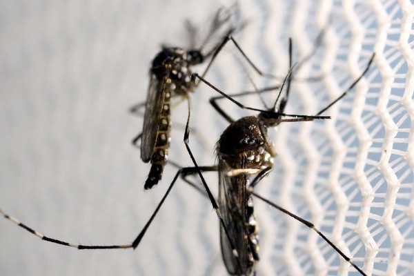 Aedes aegypti: quase metade dos municípios está em alerta ou risco
