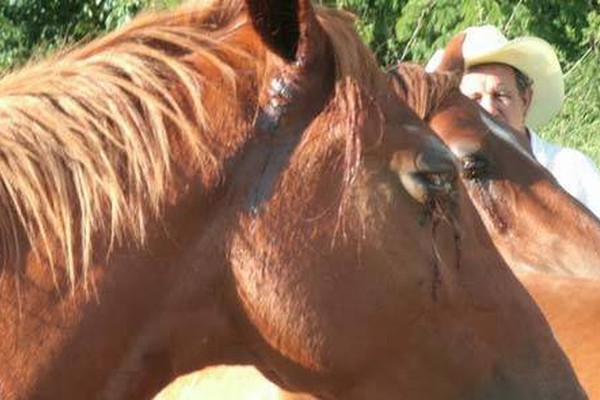 Cavalos são feridos a tiros em Guimarânia e criadores pedem investigação da polícia