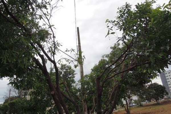 Codema questiona método de podas de árvores usado pela CEMIG na cidade