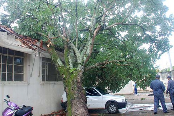 Temporal de minutos derruba inúmeras árvores em Patos de Minas e até escola é atingida