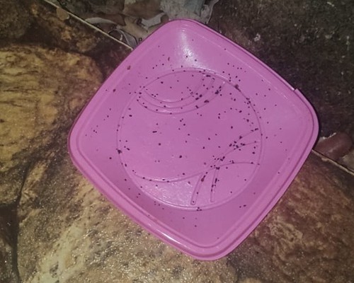 Moradores se revoltam ao chegar em casa e encontrar animais de estimação mortos por envenenamento em Patos de Minas