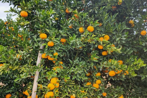 Produtores e instituições se unem para barrar doença que ameaça lavouras de laranja na região
