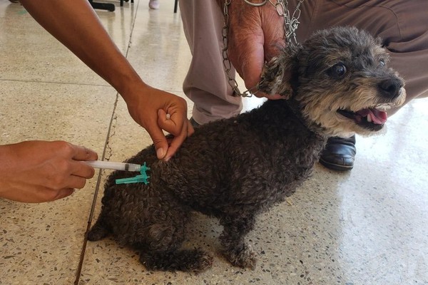 Prefeitura anuncia vacinação de cães e gatos neste sábado em vários locais