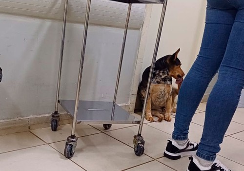 Pacientes questionam permanência de cachorro em sala de medicação da UPA de Patos de Minas