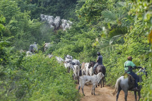 Operação em terra indígena no Pará resulta em mais um assassinato