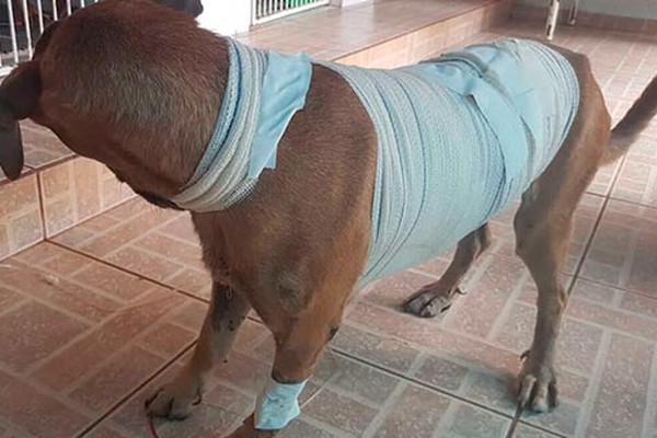 Cãozinho que foi atropelado acompanhando trenzinho passa por cirurgia e ganha até nome