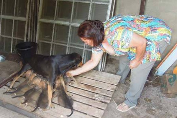 Com as casas tomadas por cães abandonados, membros da ASPAA pedem socorro