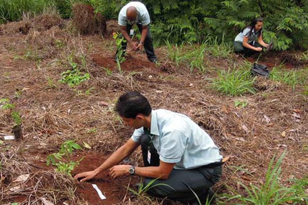 Empresa patense decide comemorar o aniversário plantando mudas de árvore no Mocambo