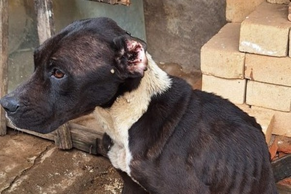 Polícia Civil de Araxá resgata cães em situação de maus-tratos e prende moradores