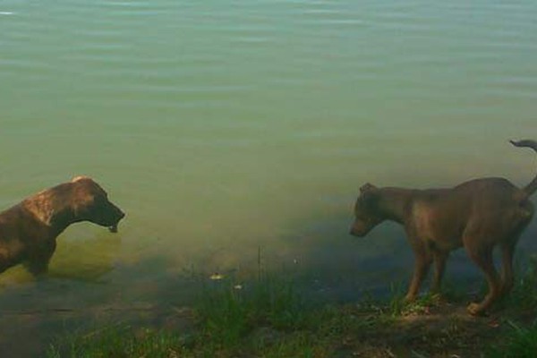Moradores cobram explicação para o extermínio de cães na Orla da Lagoa em Patos de Minas