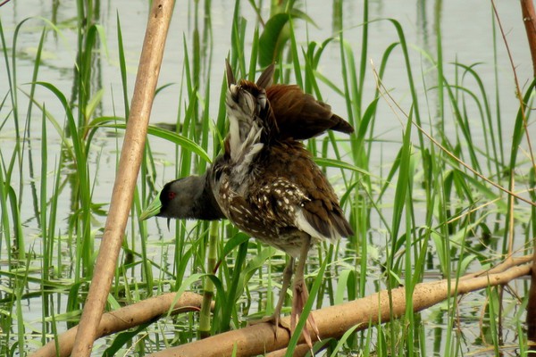 Observadores monitoram Lagoas de Patos de Minas e detectam a presença de ave rara