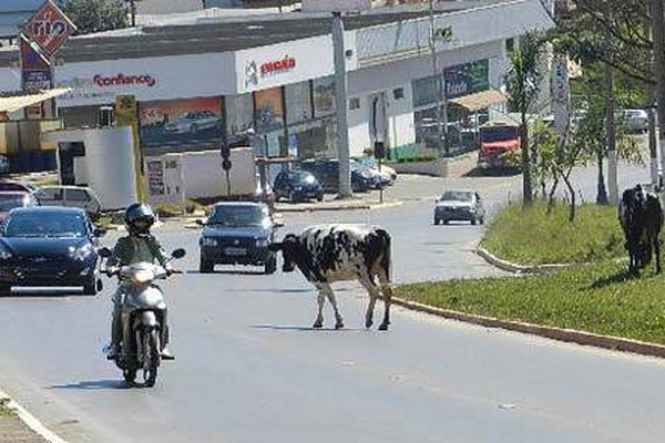 Várias vacas são flagradas em uma das vias mais movimentadas de Patos de Minas