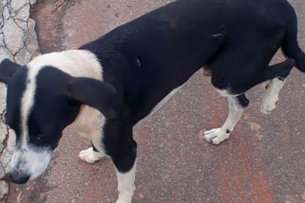 Moradores denunciam que homem teria saído de madrugada agredindo cães a pauladas em Patos de Minas