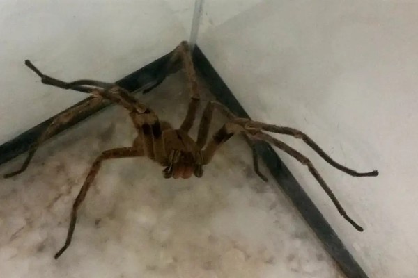 Picadas de aranhas são segunda causa de envenenamento no país