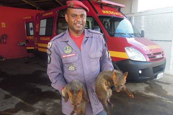 Bombeiro atleticano salva raposas do buraco em bairro de Patos de Minas