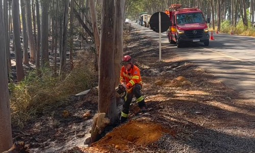 Bombeiros têm que cortar árvore após queimada comprometer eucaliptos na entrada de Carmo do Paranaíba