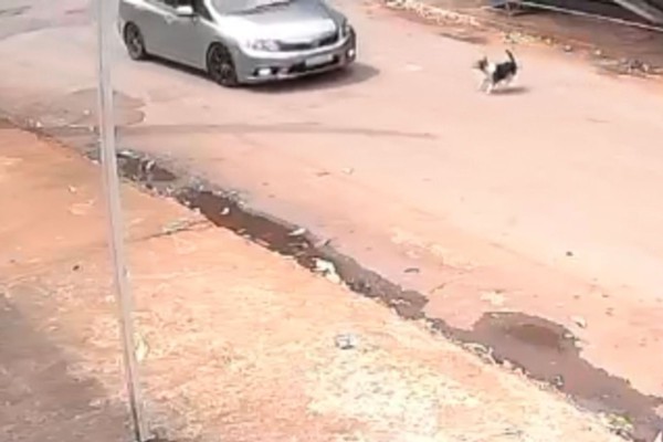 Imagens mostram carro atropelando cadelinha e fugindo em Patos de Minas