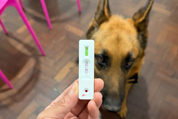 Mais de 100 cães testaram positivo para leishmaniose neste ano em Patos de Minas; saiba como prevenir