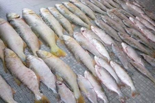 PM apreende mais de 70 kg de peixes e leva pescador para a delegacia