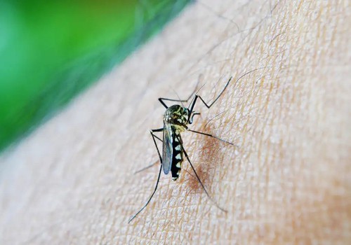 Primeira morte por dengue em 2026 é confirmada em Patos de Minas; vítima tinha 49 anos