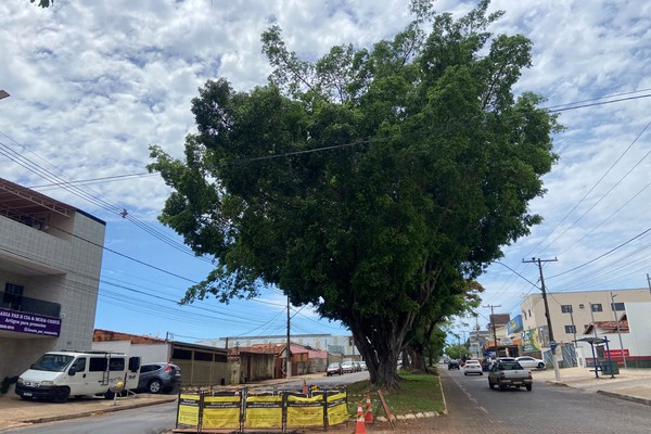 Preocupado com queda de galhos, morador pede poda de árvores; Prefeitura orienta como solicitar vistoria
