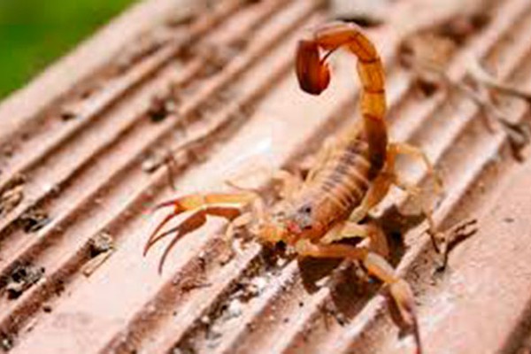 Centro de Zoonoses alerta para picadas de escorpião, mais comuns no verão