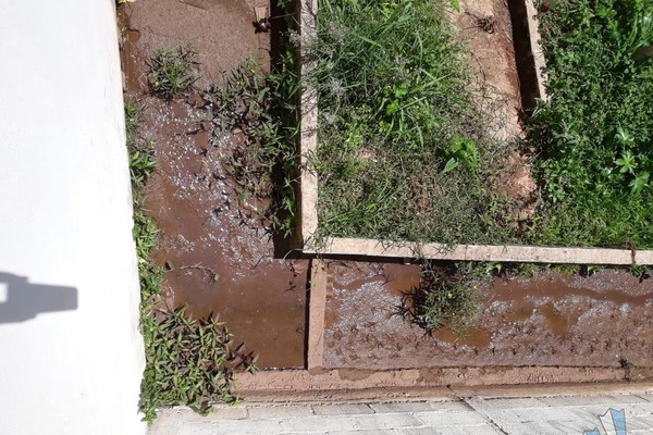 Curso d’agua seca em casas no Alto Caiçaras e causa morte de peixes e outros animais